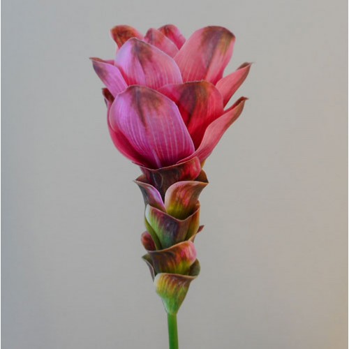 Artificial Curcuma Longa | Turmeric Flower Pink 65cm - T032 Q4