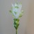 Artificial Curcuma Longa | Turmeric Flower White Green 65cm - T034 R2