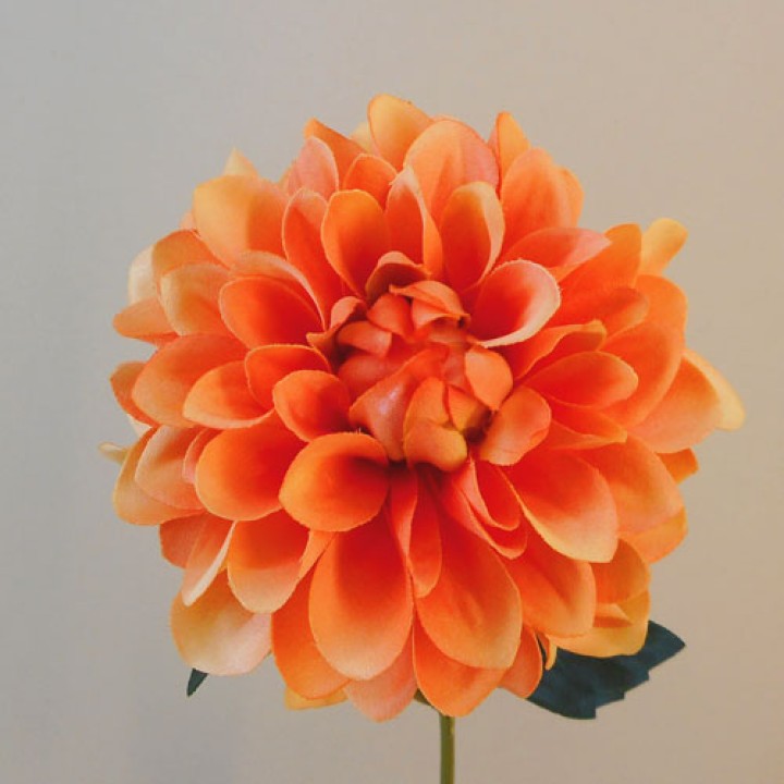 Dahlias Dahlias