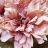 Antique Dahlia Dusky Pink 65cm | Faux Dried Flowers - D193 O4 Antique Dahlia Dusky Pink 65cm | Faux Dried Flowers - D193 O4