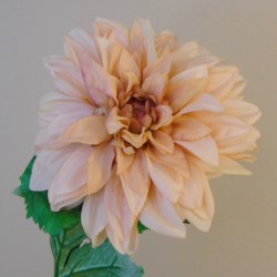 Harvest Moon Dahlias Champagne Peach 67cm - D187 N4