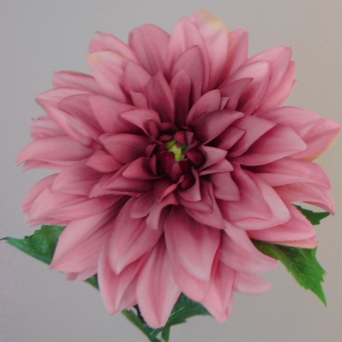 Harvest Moon Dahlias Dark Pink 67cm - D189 D2