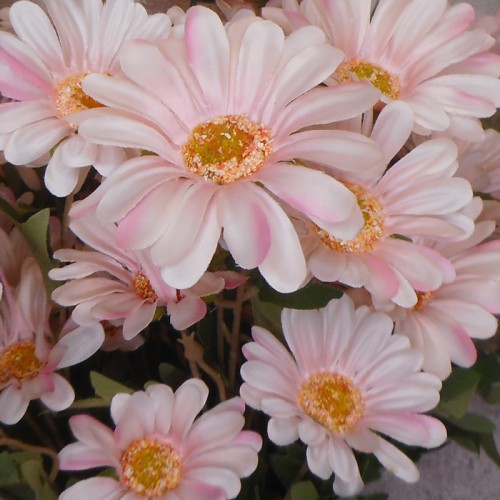 Silk Daisies | Artificial Daisy Pale Pink 75cm - D091 D1