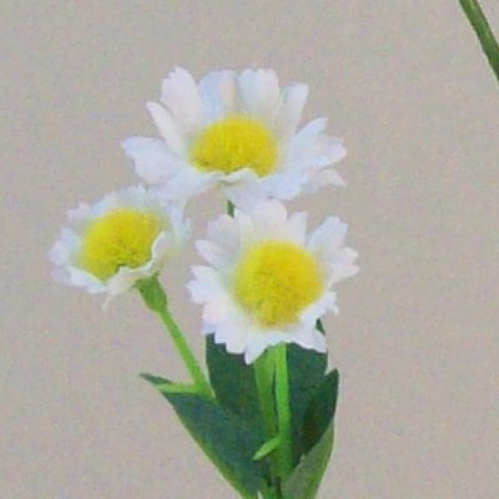 Daisies