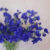 Galaxy Delphinium Dark Blue 78cm - D221 R1