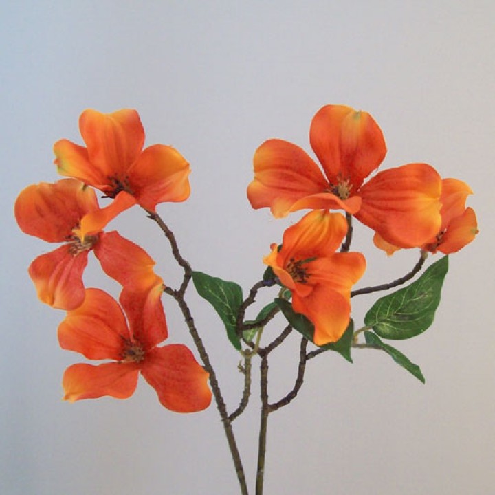 Autumn Flowers