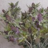 Artificial Eryngium Thistles Sea Holly Lavender Blue 80cm - E002 E2