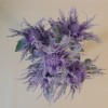 Wild Sea Holly Thistles Plant Purple 35cm - E011 CC1 Wild Sea Holly Thistles Plant Purple 35cm - E011 CC1