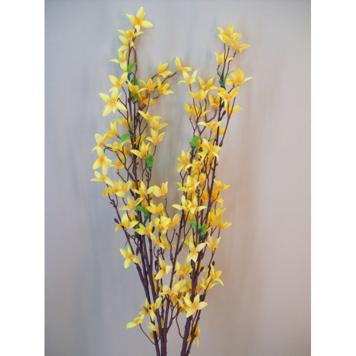 Forsythia