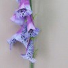 Artificial Foxgloves Purple 107cm - F049 E1