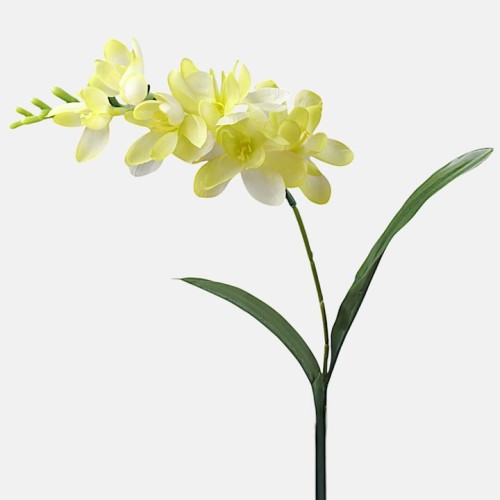 Freesias Stem Lime Green 56cm - F030 COMING SOON