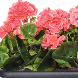 Artificial Plants Pink Geraniums in Black Trough - PLA001 OF