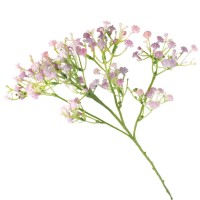 Gypsophila