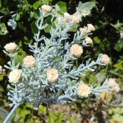 Gypsophila Peach Short Stem 32cm - G026 G3