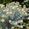 Gypsophila Peach Short Stem 32cm - G026 G3