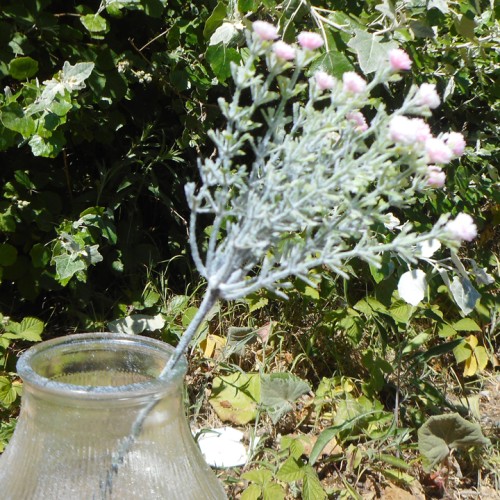 Gypsophila Pale Pink Short Stem 32cm - G024 G4