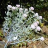 Gypsophila Pale Pink Short Stem 32cm - G024 G4