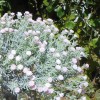 Gypsophila Pale Pink Short Stem 32cm - G024 G4