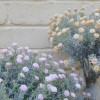 Gypsophila Pale Pink Short Stem 32cm - G024 G4