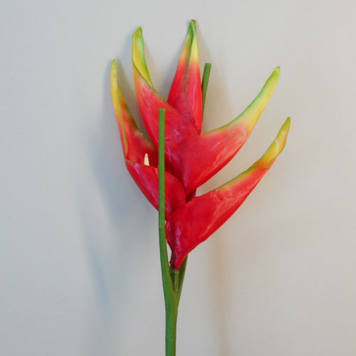Exotic Flowers Exotic Flowers