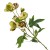 Artificial Helleborus Christmas Roses Green Burgundy - H060 T2