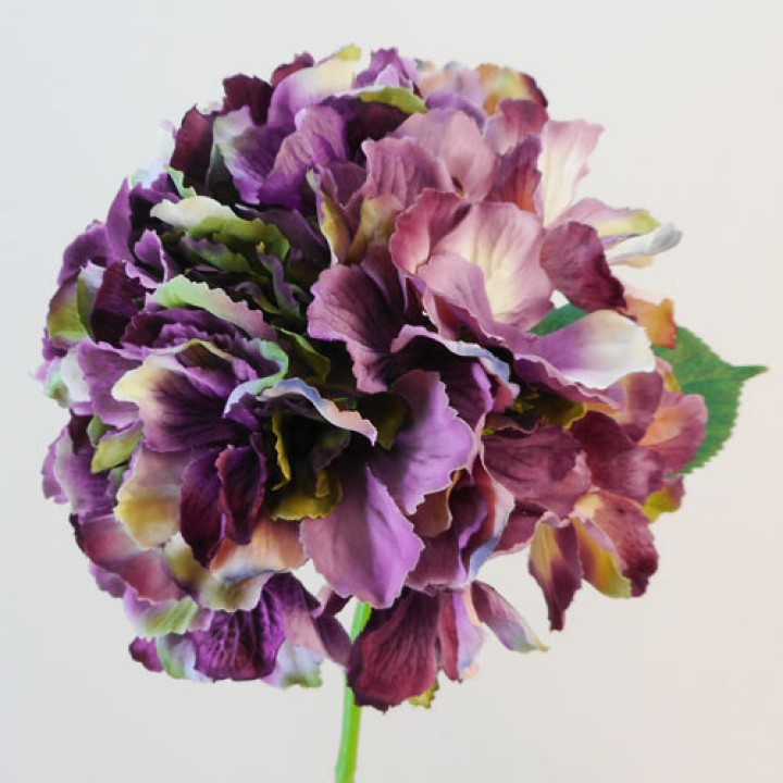 Hydrangeas Hydrangeas
