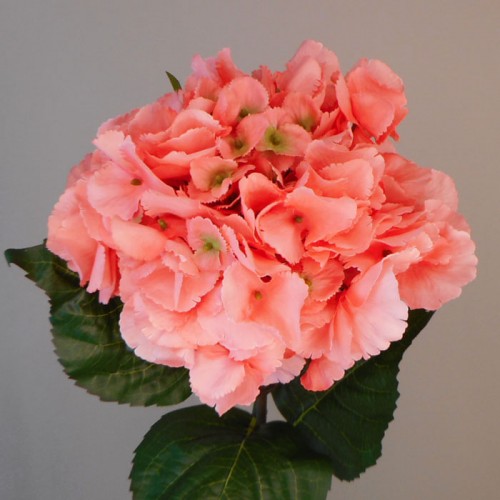 Giant Hydrangeas Coral 64cm - H044 AA2