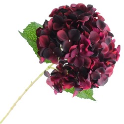 Mophead Hydrangea Burgundy 65cm - H125