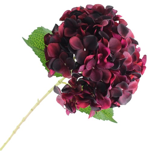 Mophead Hydrangea Burgundy 65cm - H125 G2