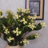Artificial Hypericum Berries Cream 72cm - H086 G2 Artificial Hypericum Berries Cream 72cm - H086 G2