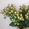 Artificial Hypericum Berries Green Cream 72cm - H199 H3