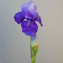 Large Flag Iris and Bud Purple 79cm - IR006 F3