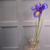 Artificial Iris Blue Purple 69cm - IR005 J2