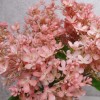 Short Stem Artificial Lilac Blossom Coral Pink 37cm - L023