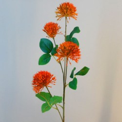 Fireball Lily Orange 73cm - L091 