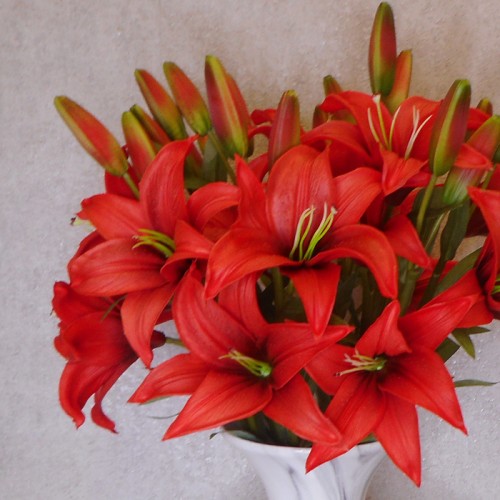 Real Touch Artificial Lily Red 65cm - L128 K1