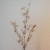 Artificial Limonium Cream 110cm - L014 I1