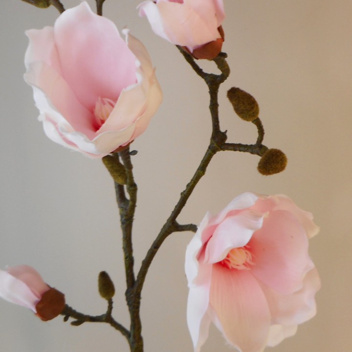 Magnolias Magnolias