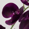 Real Touch Phalaenopsis Orchids Aubergine Purple 75cm - O085 