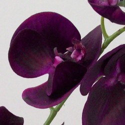 Real Touch Phalaenopsis Orchids Aubergine Purple 75cm - O085 I4