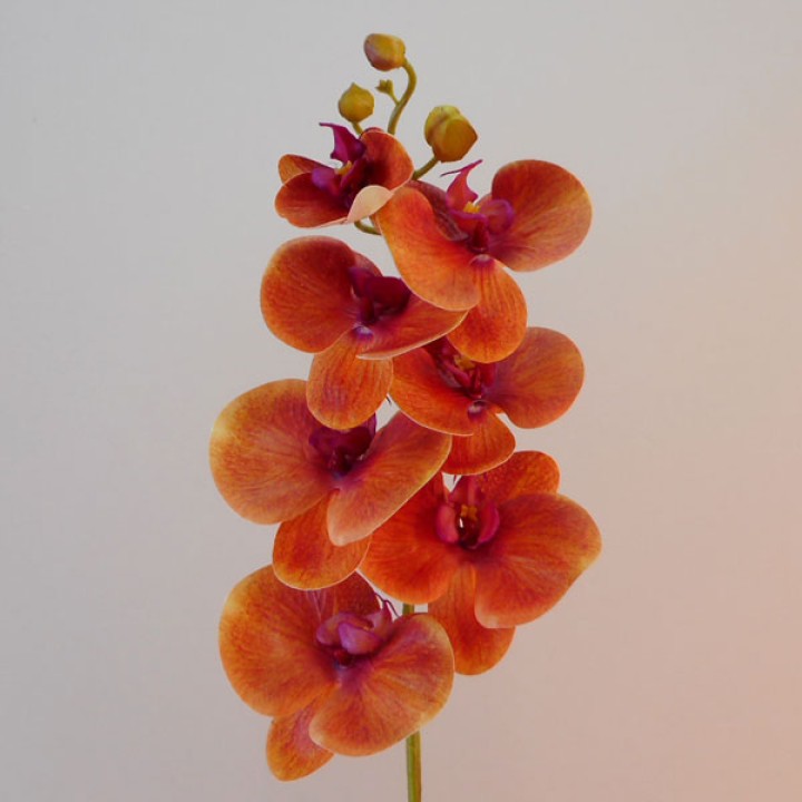 Orchids Orchids