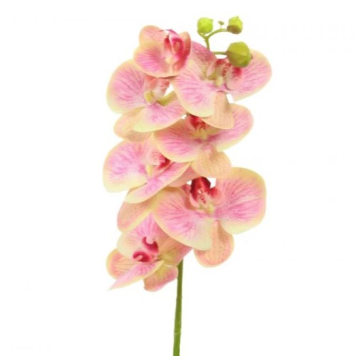 Phalaenopsis Orchid Fruit Salad 78cm - O091 F1 Phalaenopsis Orchid Fruit Salad 78cm - O091 F1