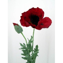 Oriental Silk Poppy Scarlet 70cm - P008 M4