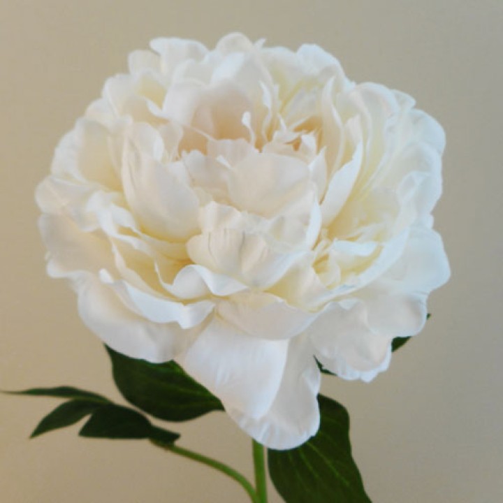Cream Flowers