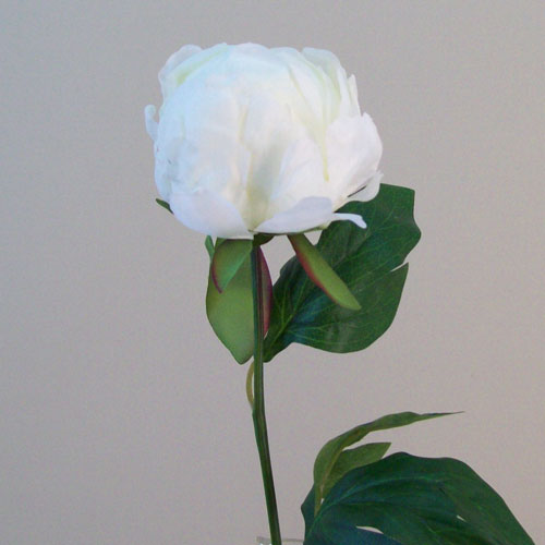 Artificial Peony Buds Large Cream 45cm - P152 L3