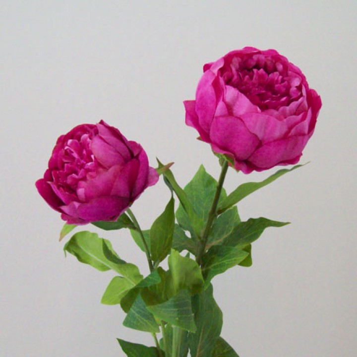 Peony 