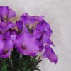 Artificial Petunias Plant Purple 38cm - M063 K1