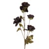 Chocolate Poppy Spray 84cm - P022 K1