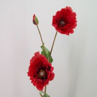 Poppies