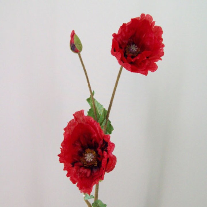 Poppies Poppies